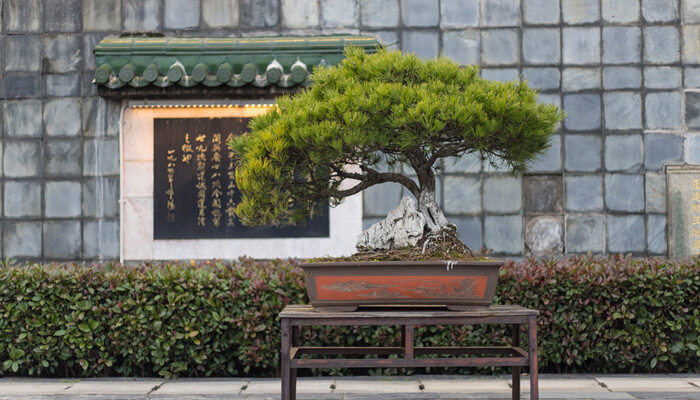 岭南盆景发展的历史 岭南盆景发展的历史