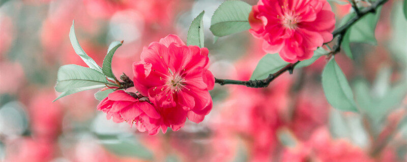 桃花的特点 桃花的特点