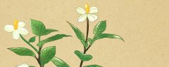 种子植物三大科