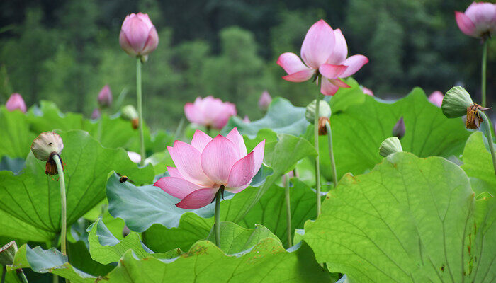 济南的市树和市花是什么 济南的市树和市花是什么