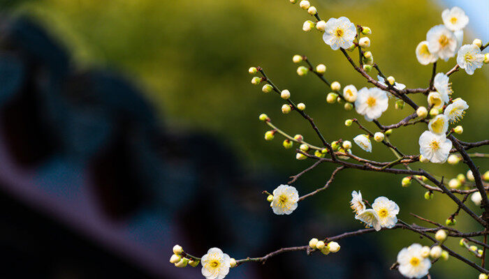 春天会开哪些花? 春天会开哪些花?