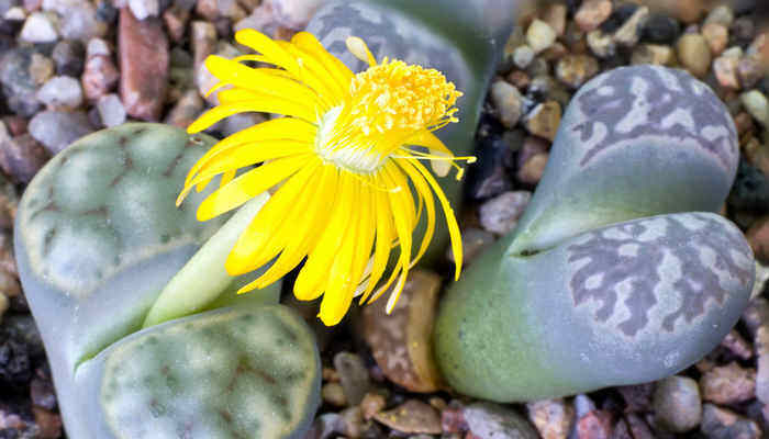 生石花的花语和寓意 生石花的花语和寓意