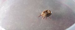 杀虫剂可以杀螨虫不