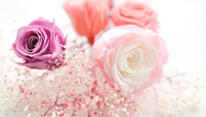 玫瑰花怎么剪枝 玫瑰花怎么剪枝