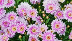 盆栽小菊花怎么养