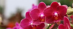 山上野生兰草怎样鉴别名贵