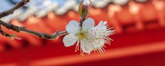 樱花的盛放一般在几月
