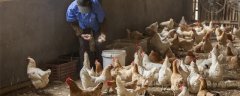 鸡吃什么药每天都下蛋