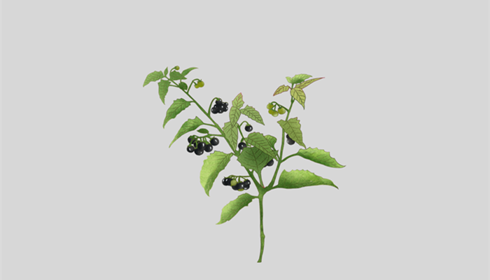 天天植物学名叫啥 天天植物学名叫啥