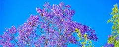 蓝花楹适合在哪里种植