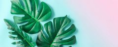 适合室内养的大型植物17种