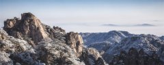 雪松几针一束