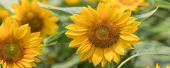 福州花海公园国庆开什么花