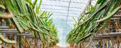火龙果专用肥料