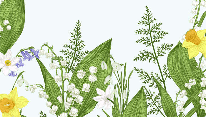 铃兰花有毒吗 铃兰花有毒吗