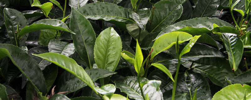 孔雀菜秋冬可以种吗 孔雀菜秋冬可以种吗