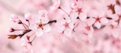 红叶李花与樱花的区别