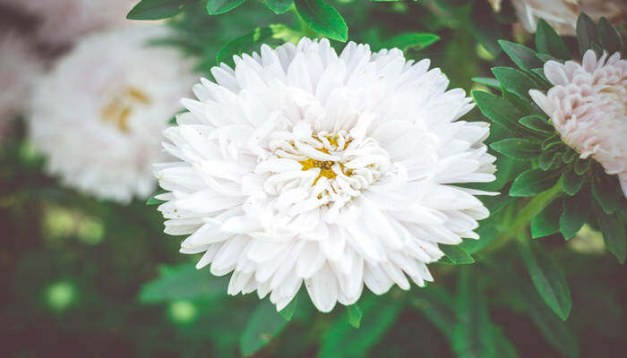 白雏菊的花语是什么意思 白雏菊的花语是什么意思