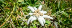 雪绒花是哪个国家的国花