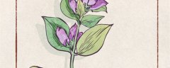 龙胆花的养殖方法和注意事项