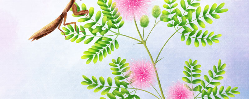 含羞草开花后会结籽吗 含羞草开花后会结籽吗