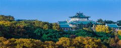 法国梧桐和中国梧桐的区别