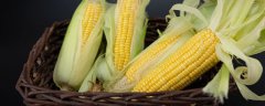 德单5号玉米品种介绍