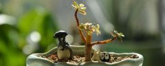 鲁氏石莲花夏天怎么养