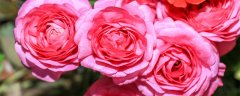 芍药花期