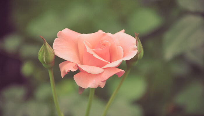 爬墙月季花怎么修剪 爬墙月季花怎么修剪