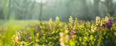 农村常见的50种野花野草