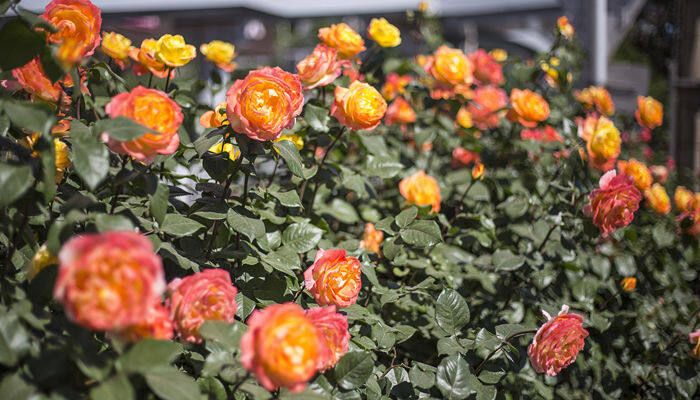 月季花长什么样 月季花长什么样