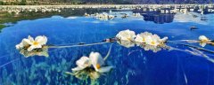 靖西海菜花图片