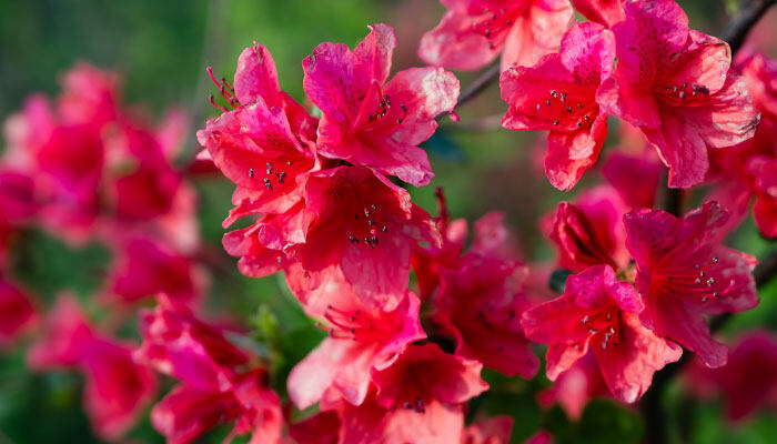 瑞香花放在屋里对人有害吗 瑞香花放在屋里对人有害吗
