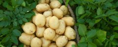 为什么红薯是根土豆是茎