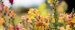 瑞香花放在屋里对人有害吗