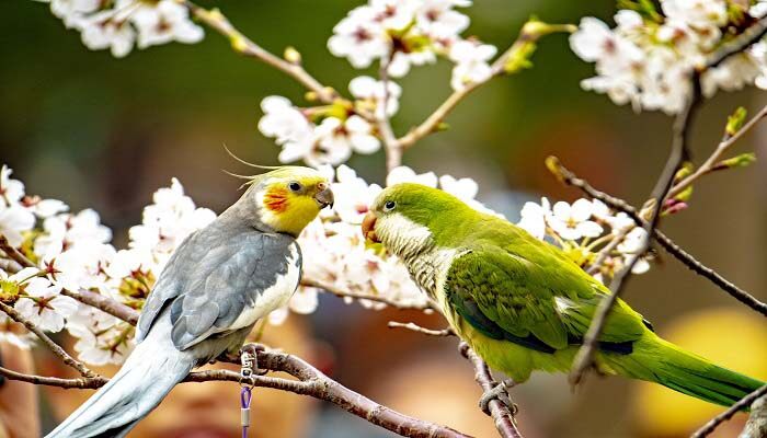 日本晚樱和东京樱花的区别 日本晚樱和东京樱花的区别