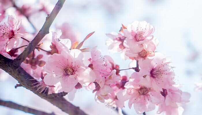 重瓣榆叶梅和桃花的区别 重瓣榆叶梅和桃花的区别
