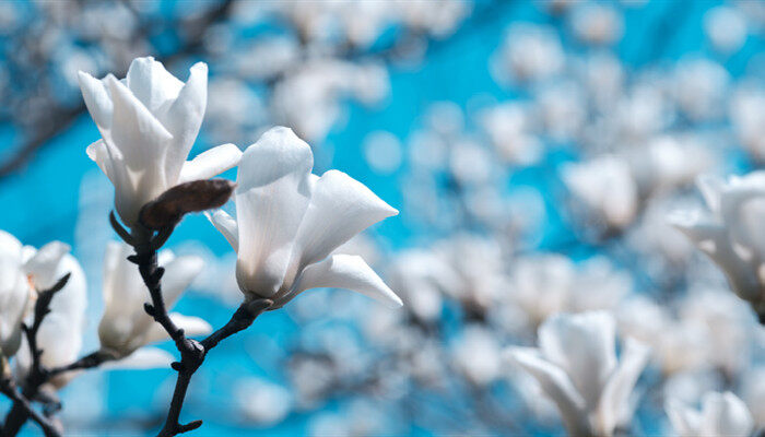 春天会开哪些花? 春天会开哪些花?