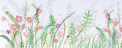 什么是外植体