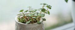 玉树最低温度几度入室