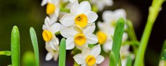 水仙花花谢后怎么养