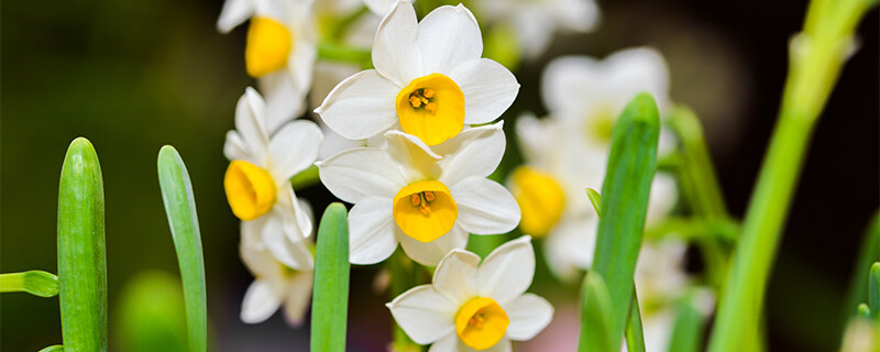 水仙花花谢后怎么养 水仙花花谢后怎么养