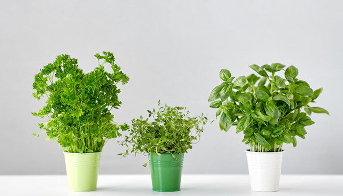 香芹菜种植时间和方法 香芹菜种植时间和方法