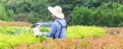 液体氮肥能替代尿素吗