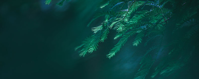 植物叶子发黄缺什么 植物叶子发黄缺什么