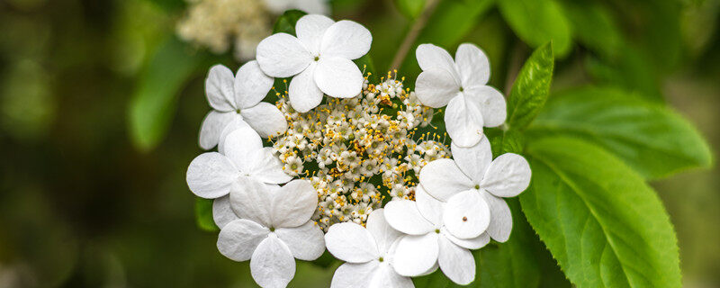 琼花是什么花 琼花是什么花