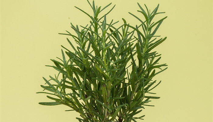香草是什么植物 香草是什么植物