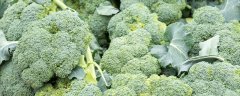 兰花菜用什么除草剂
