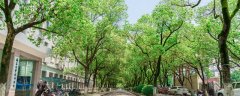 槐树为什么不能砍